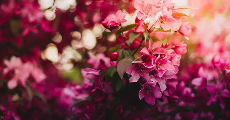 Mental Health Benefits of Flowers